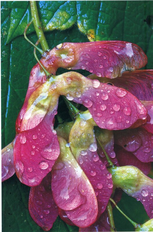 raindrops on red maple seeds