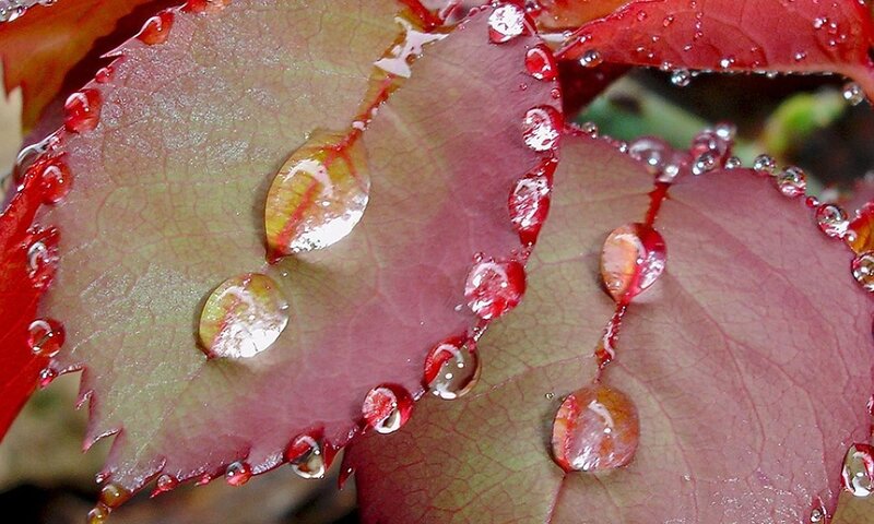 Raindrops on Rose Leaf