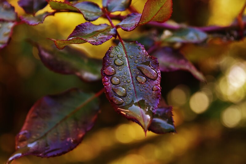 Raindrops on Rose Leaves