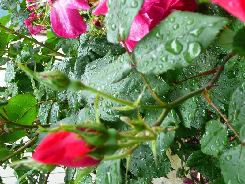 raindrops on roses