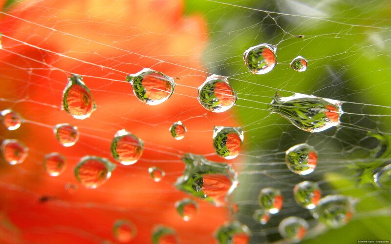 Raindrops on Spiderweb