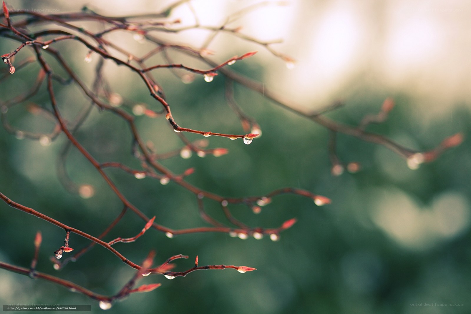 Raindrops on Spring Branches