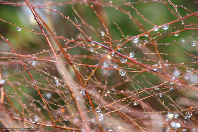 Raindrops on thin branches