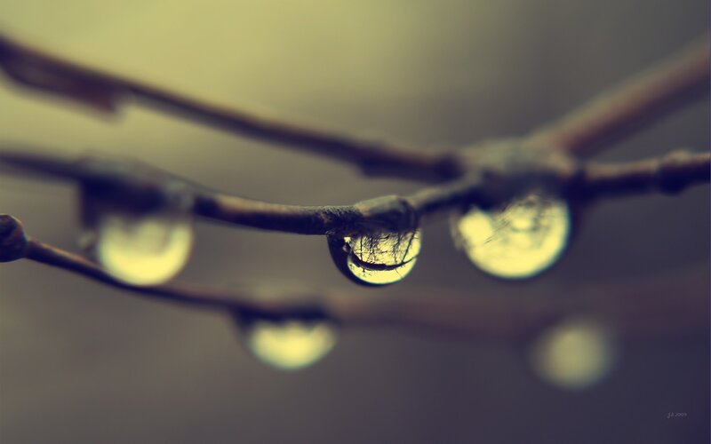 Raindrops on Tree Branch — Brown, Calm, Photograph