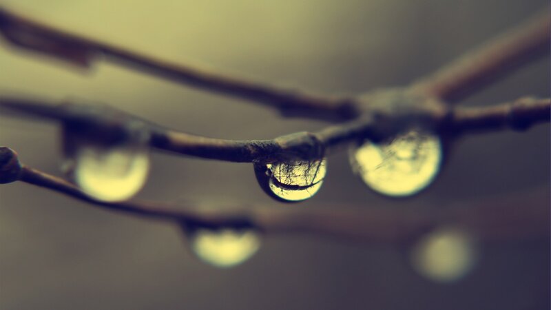 Raindrops on Tree Branch — Brown, Calm, Photograph, Tree Branch