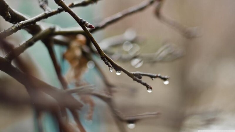 Raindrops on Tree Branch — Brown, Calm