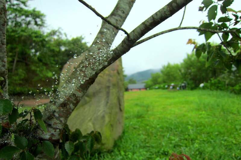 Raindrops on Tree Branch