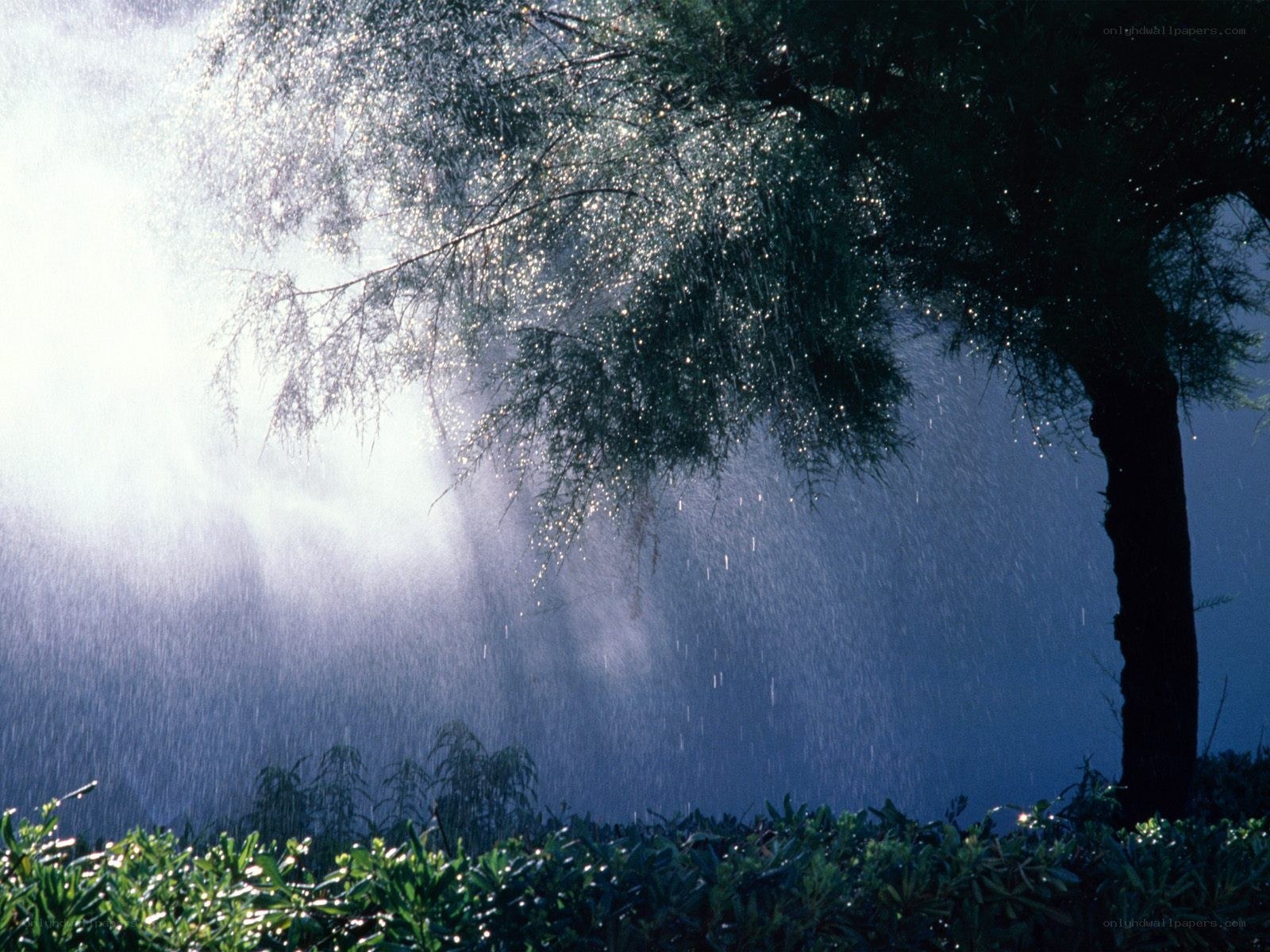 Raindrops on tree branches