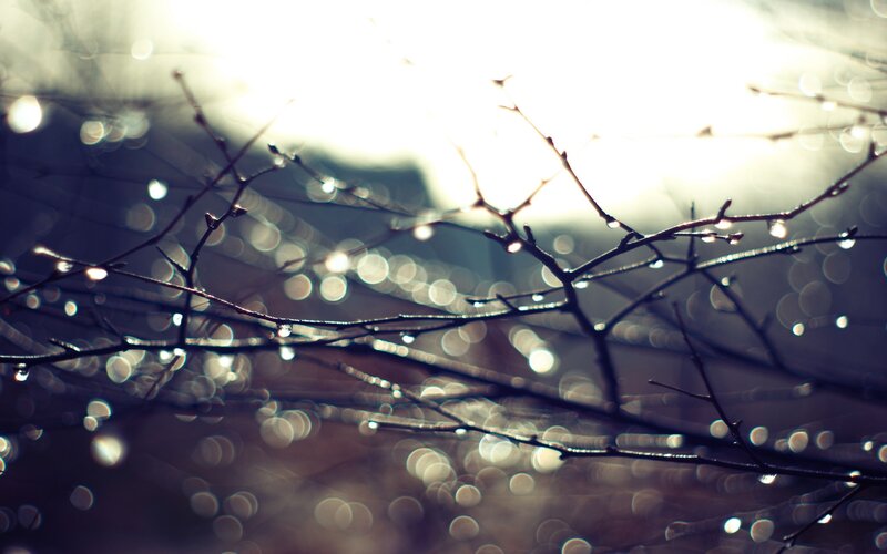 Raindrops on Tree Branches — Black