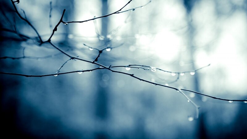 Raindrops on Tree Branches — Blue, Calm