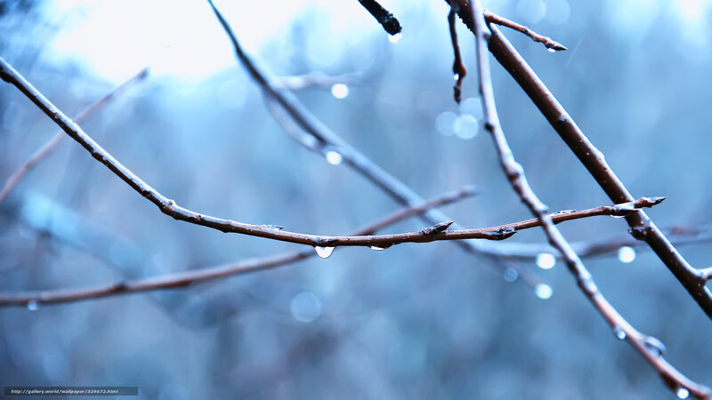 Raindrops on Tree Branches — Blue