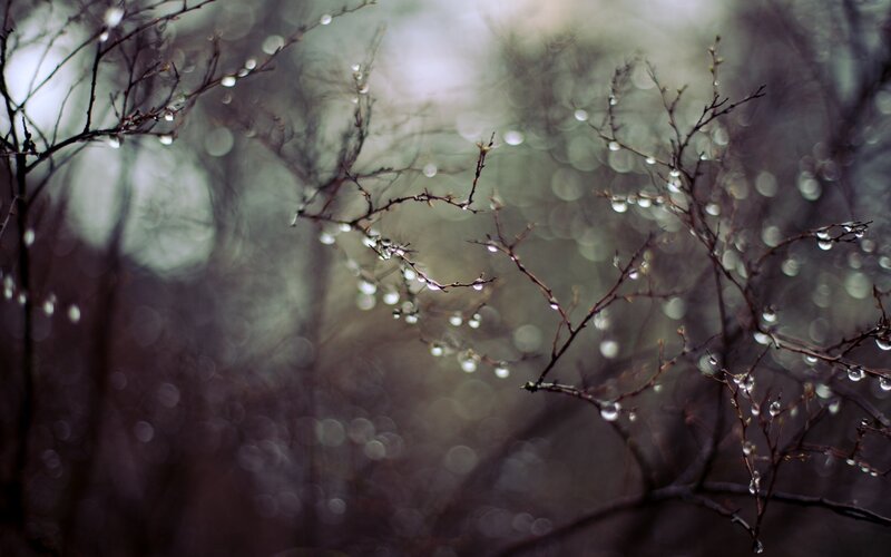 Raindrops on Tree Branches — Brown, Calm