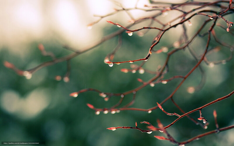 Raindrops on Tree Branches — Brown, Serene, Spring, Photograph