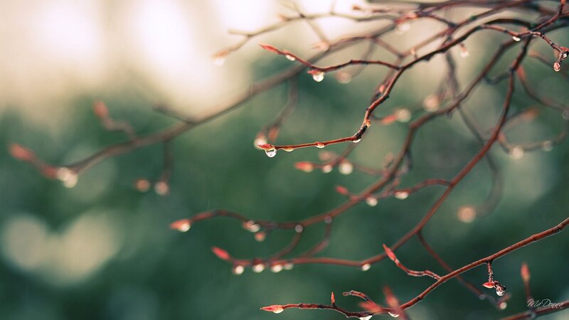Raindrops on Tree Branches — Brown, Serene, Spring