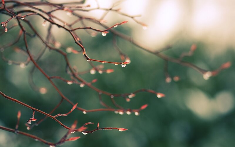 Raindrops on Tree Branches — Brown, Serene