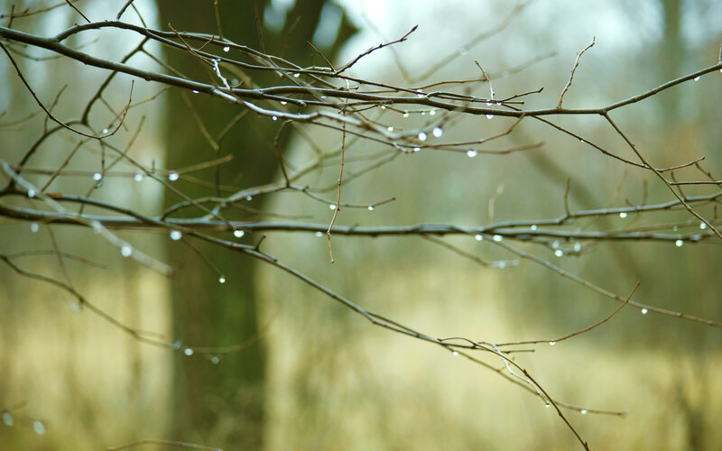 Raindrops on Tree Branches — Brown