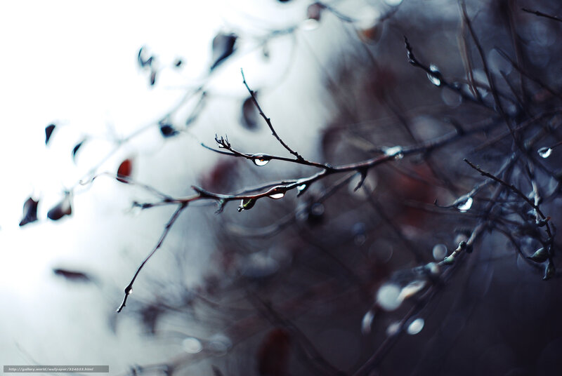 Raindrops on Tree Branches — Gray