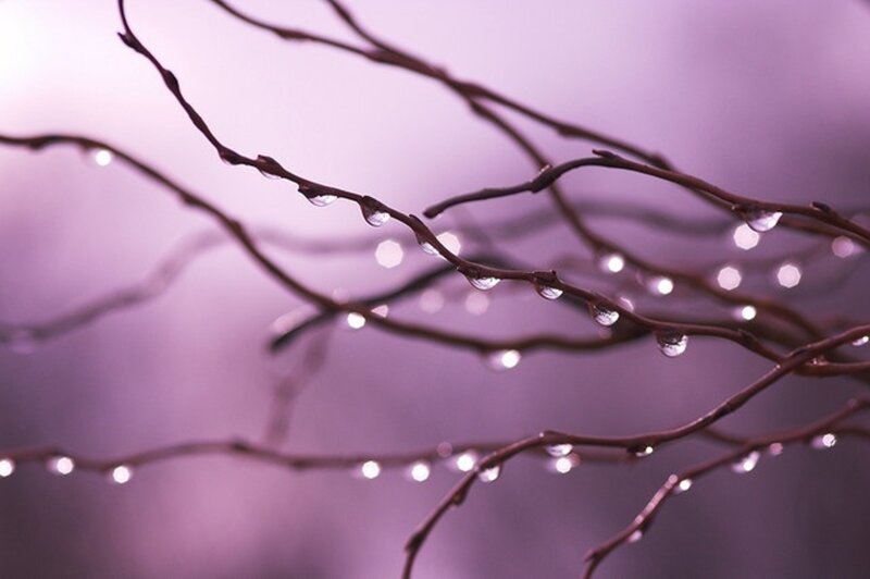 Raindrops on Tree Branches — Purple