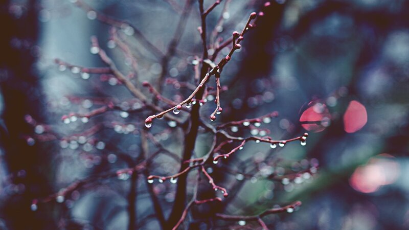 Raindrops on Tree Branches — Red, Serene