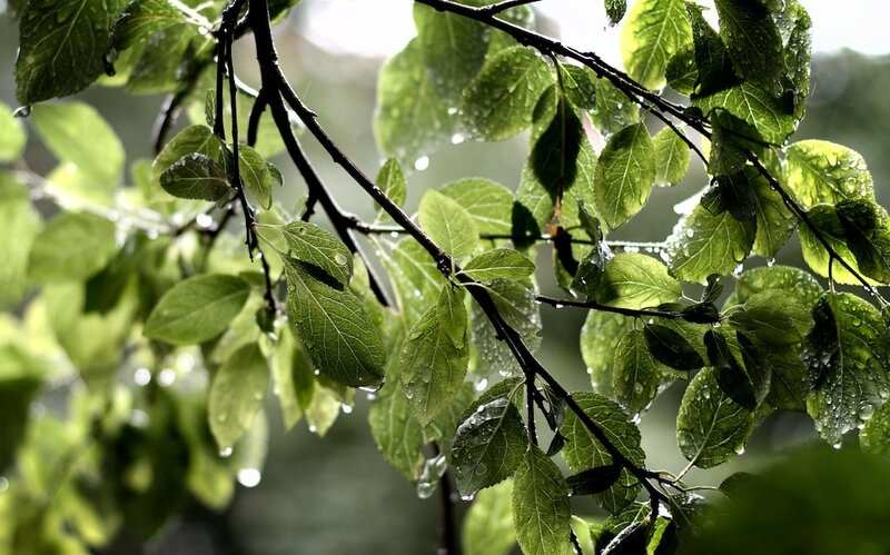 Raindrops on Tree Leaves