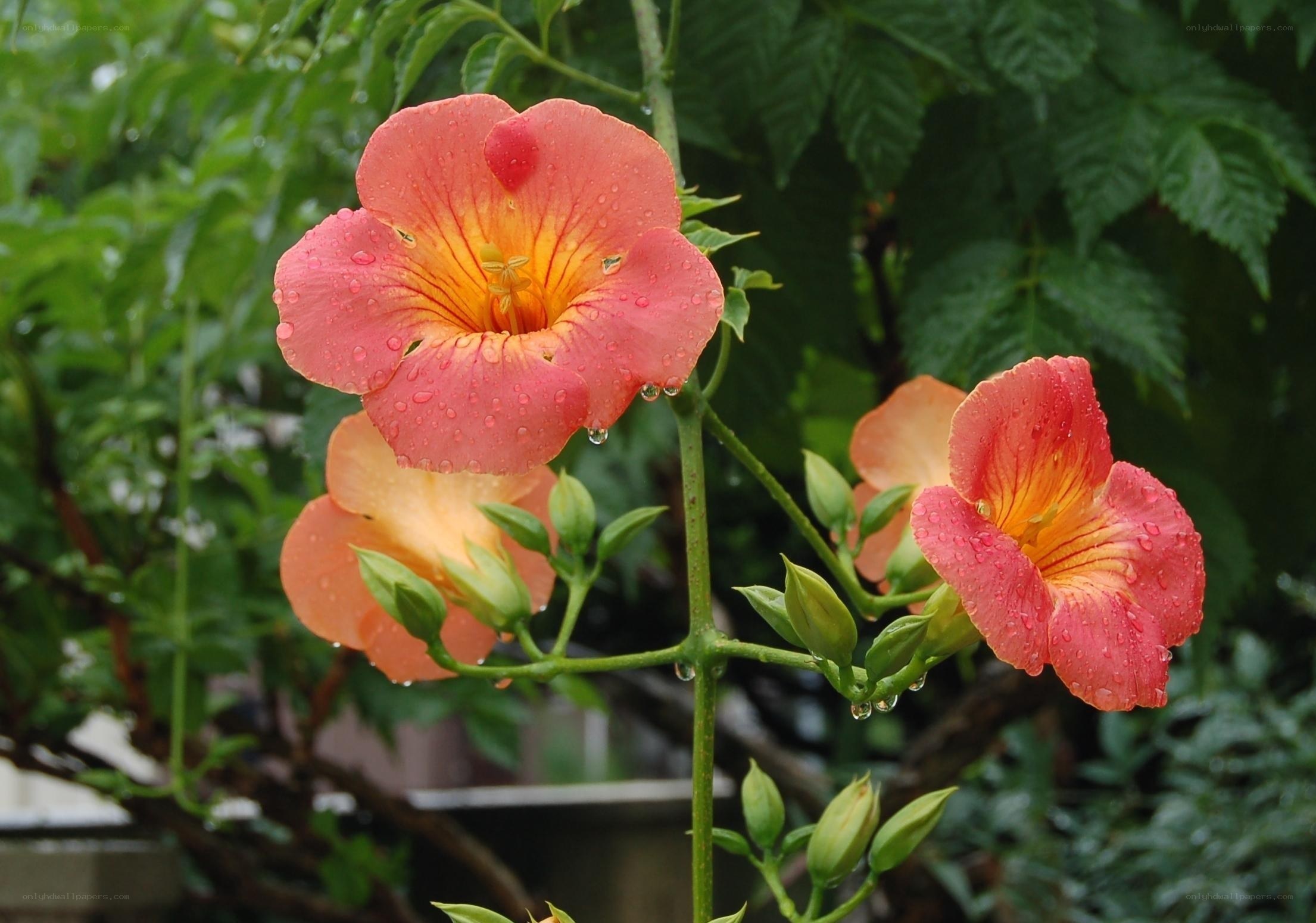 Raindrops on trumpet flowers