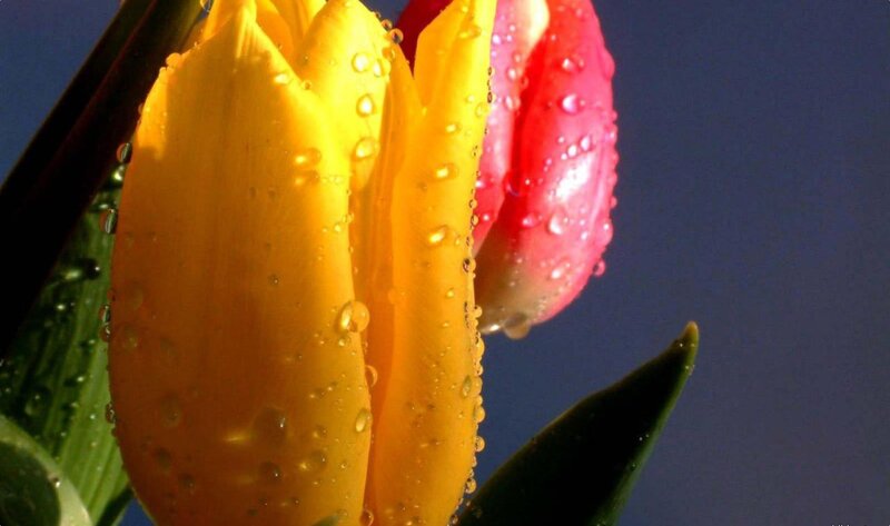 Raindrops on tulips