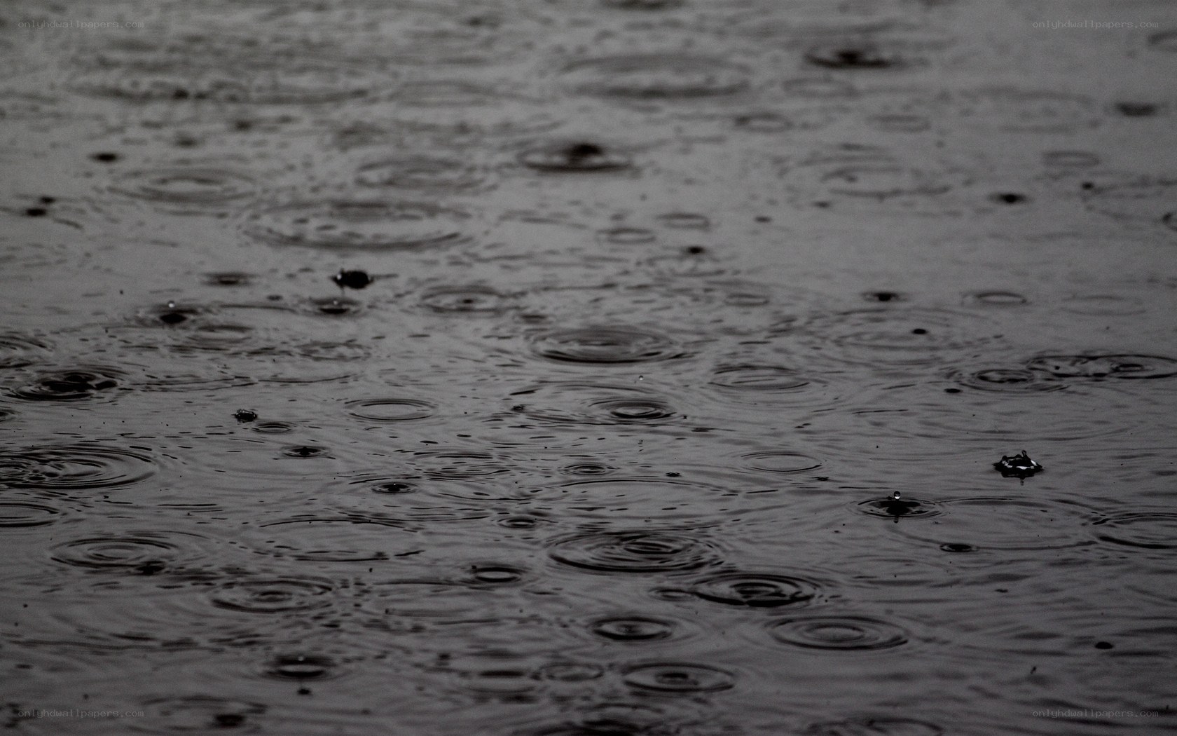 raindrops on water surface