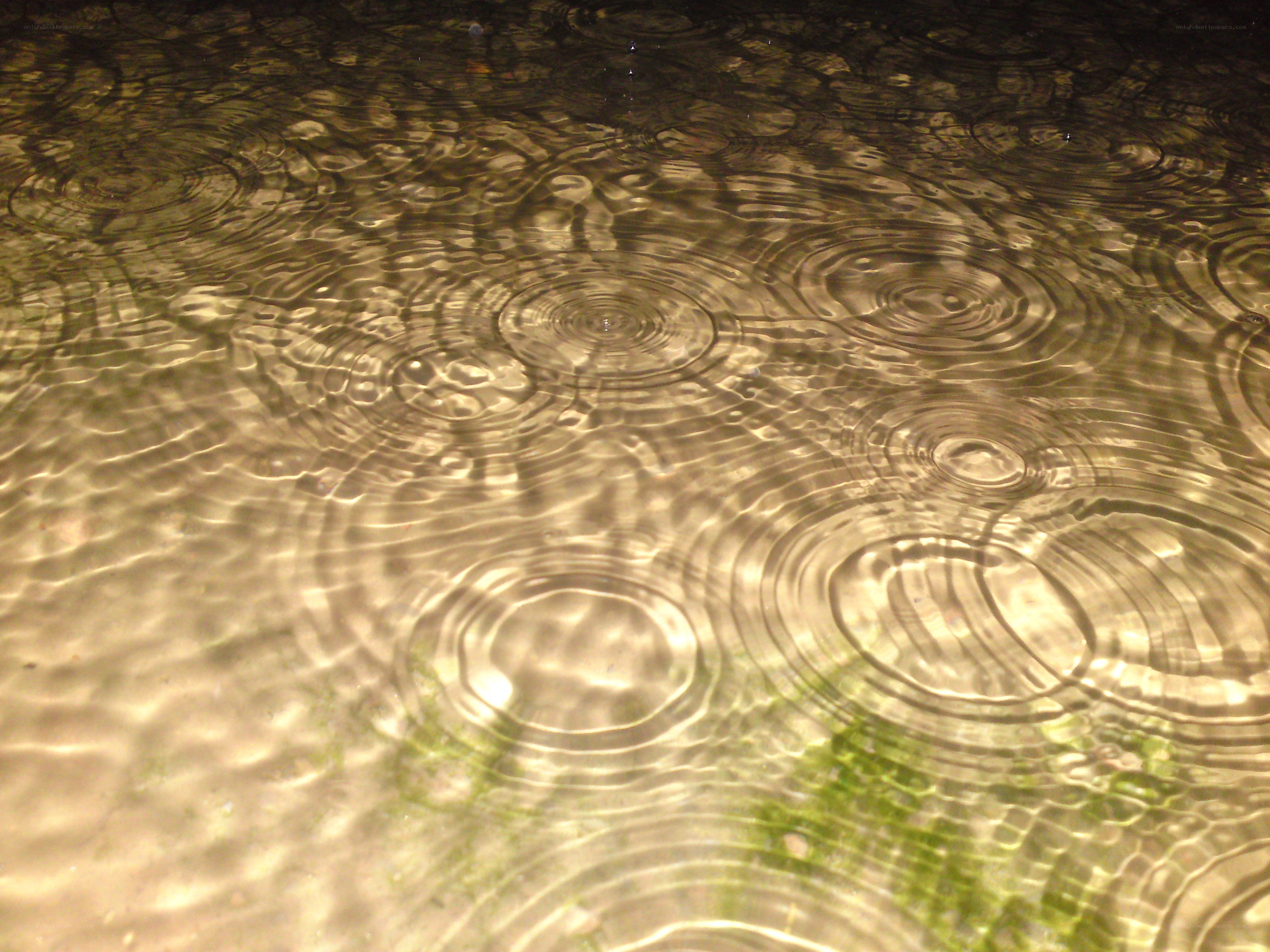 raindrops on water surface