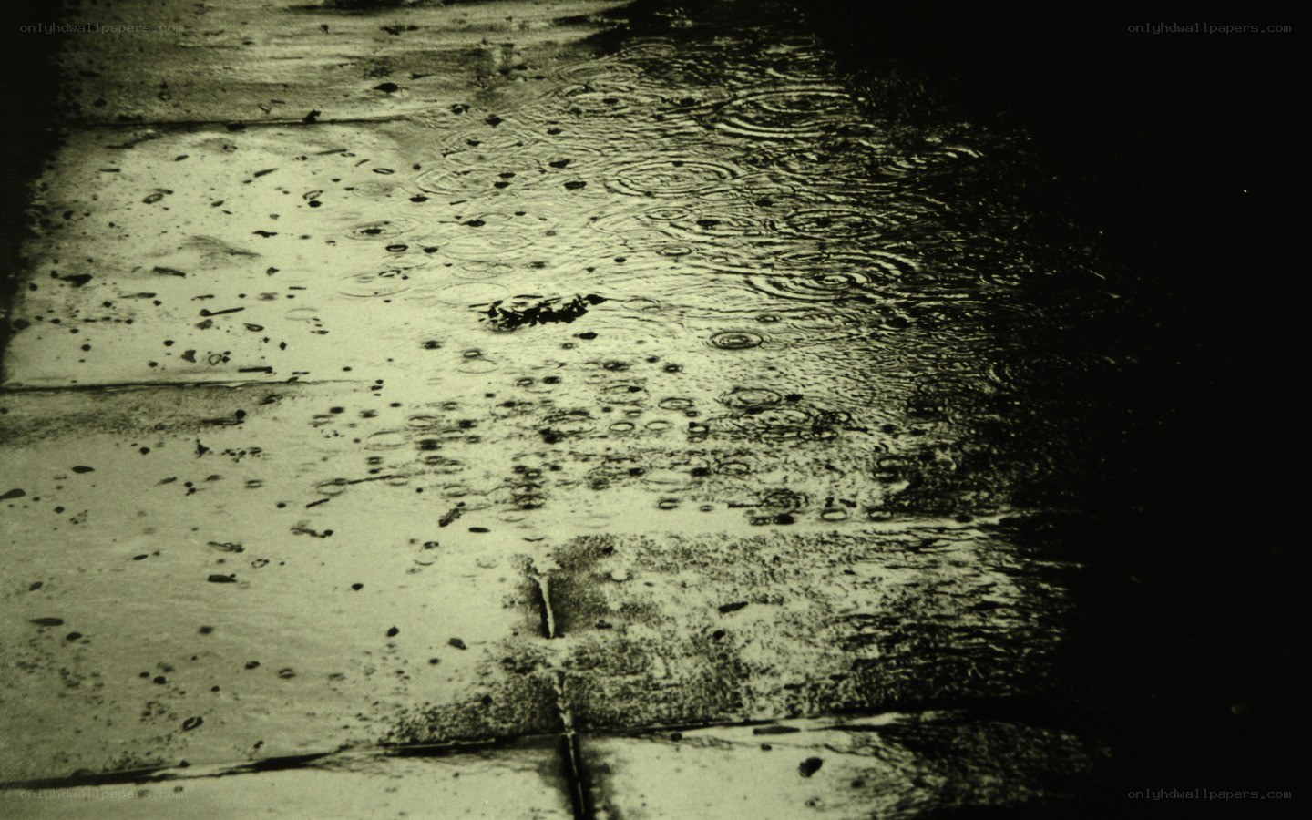 raindrops on wet pavement