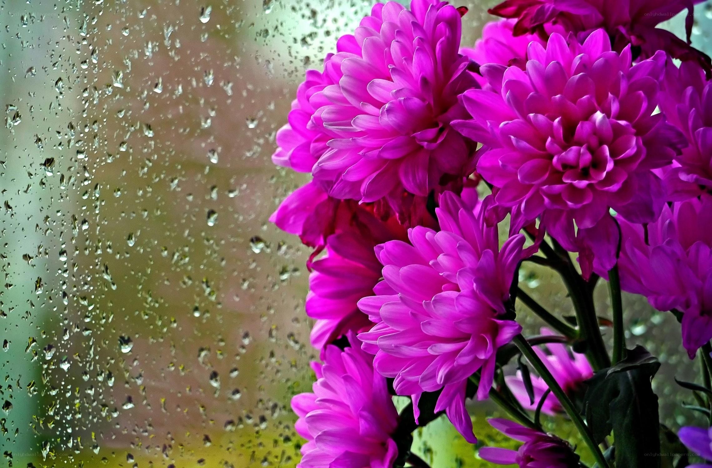 Raindrops on window with purple flowers