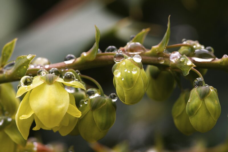 Raindrops on yellow flowers