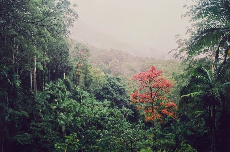 Rainforest with red tree