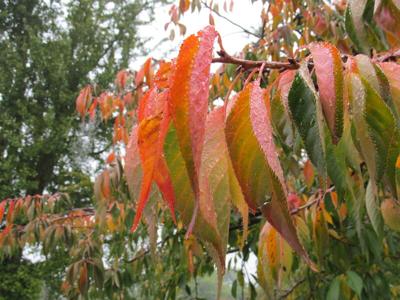 Rainy Autumn Leaves