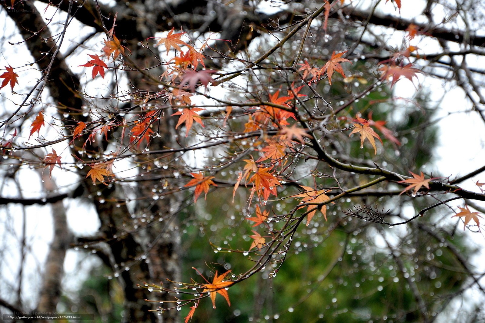 Rainy autumn maple leaves