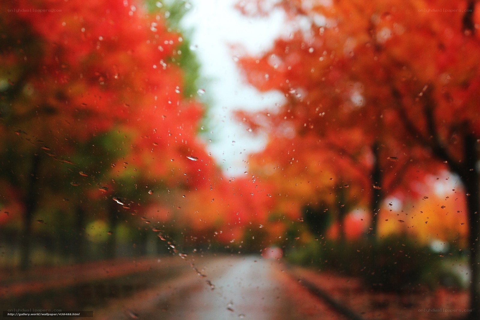 Rainy autumn street view