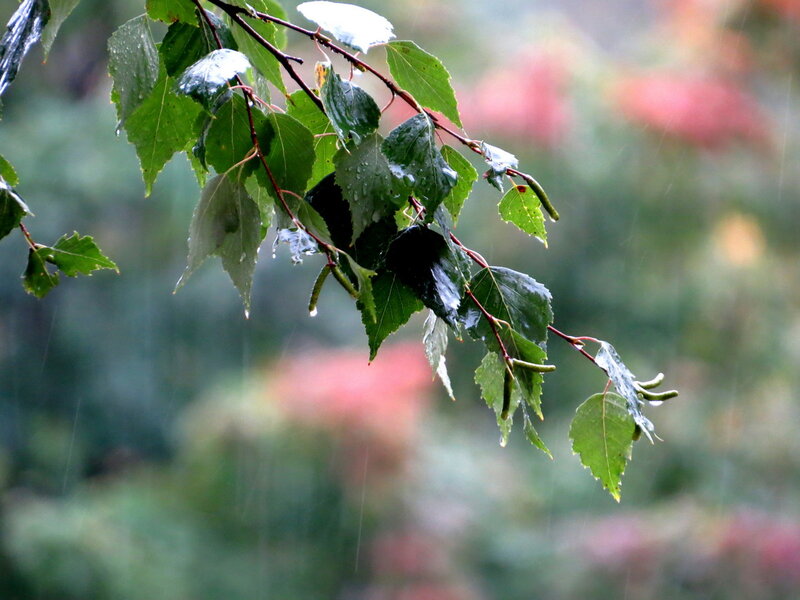 Rainy Birch Branch