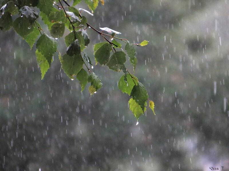 Rainy Branch with Leaves