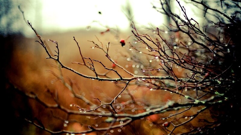 rainy branches with berries