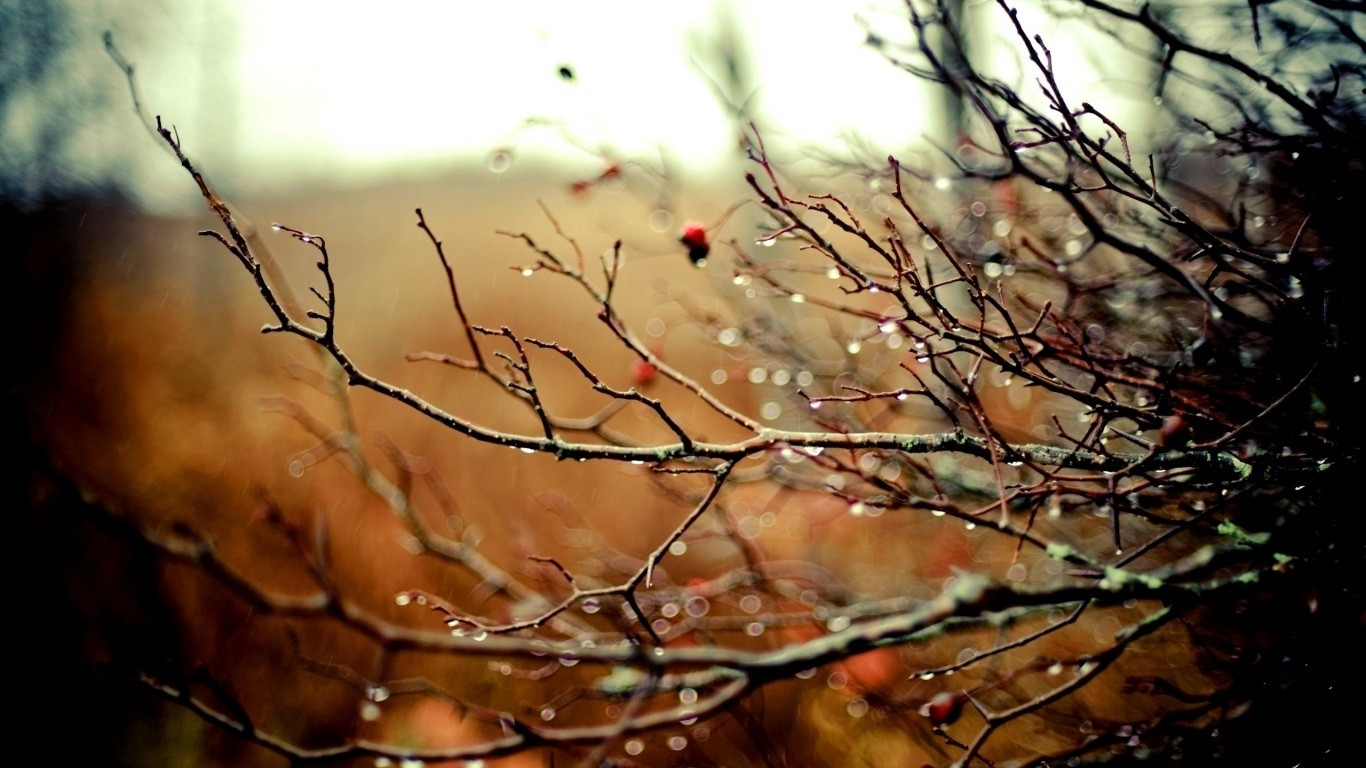 rainy branches with berries