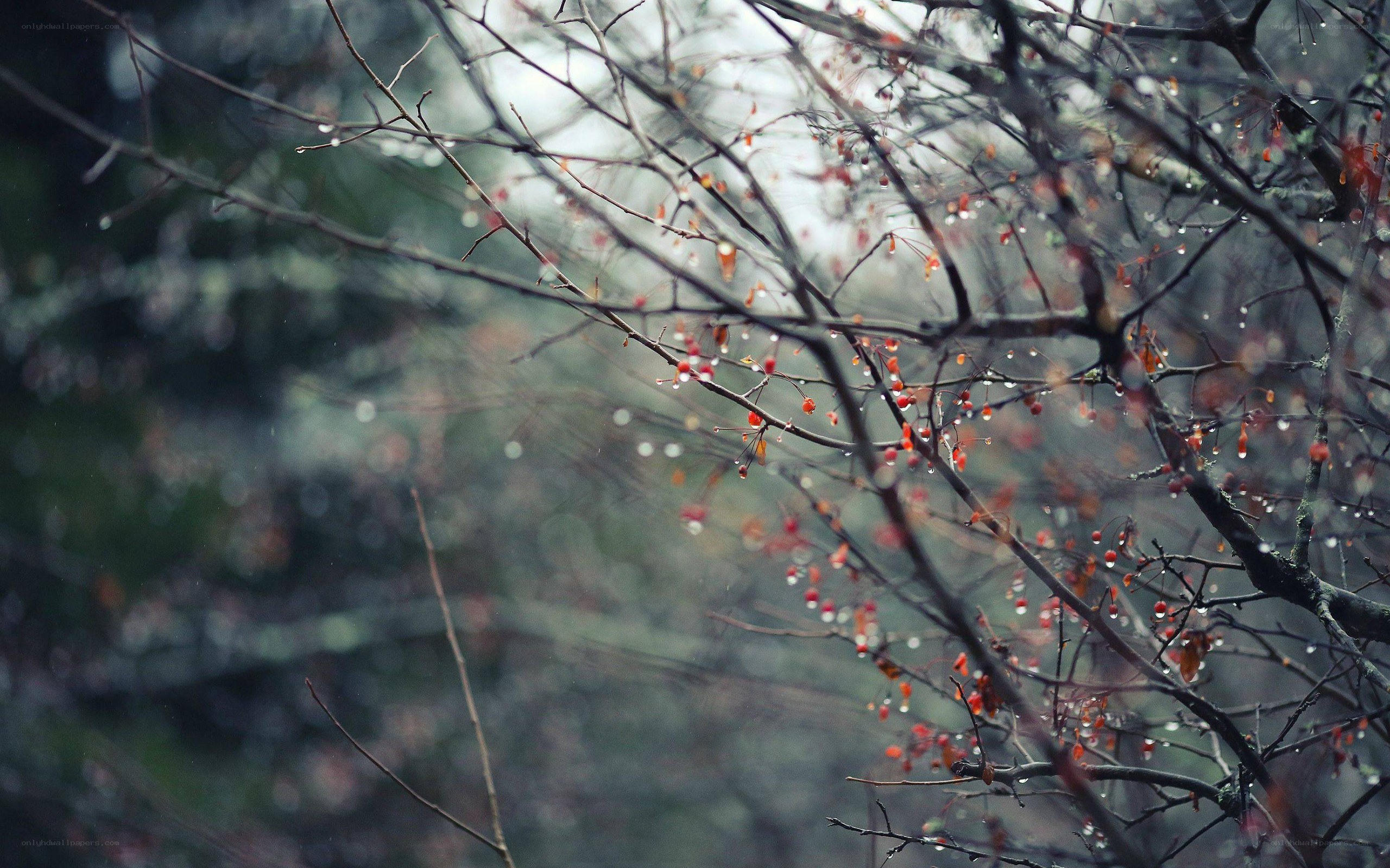 rainy branches with berries