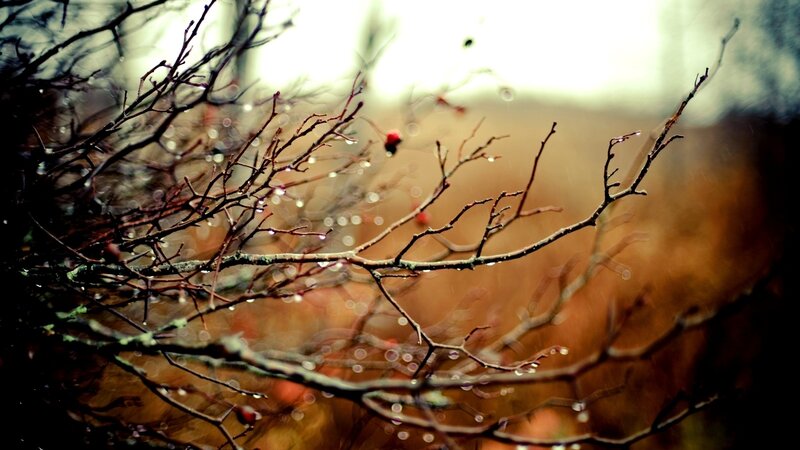Rainy Branches with Berries — Brown, Moody