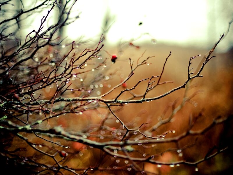 Rainy Branches with Berries — Brown