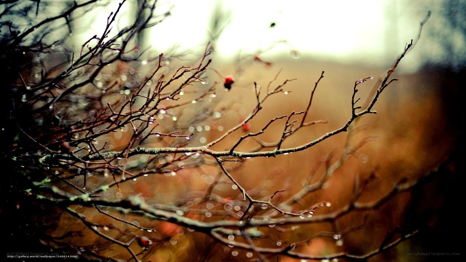 Rainy branches with dew drops