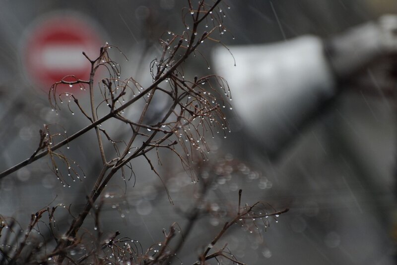 Rainy Branches with Droplets