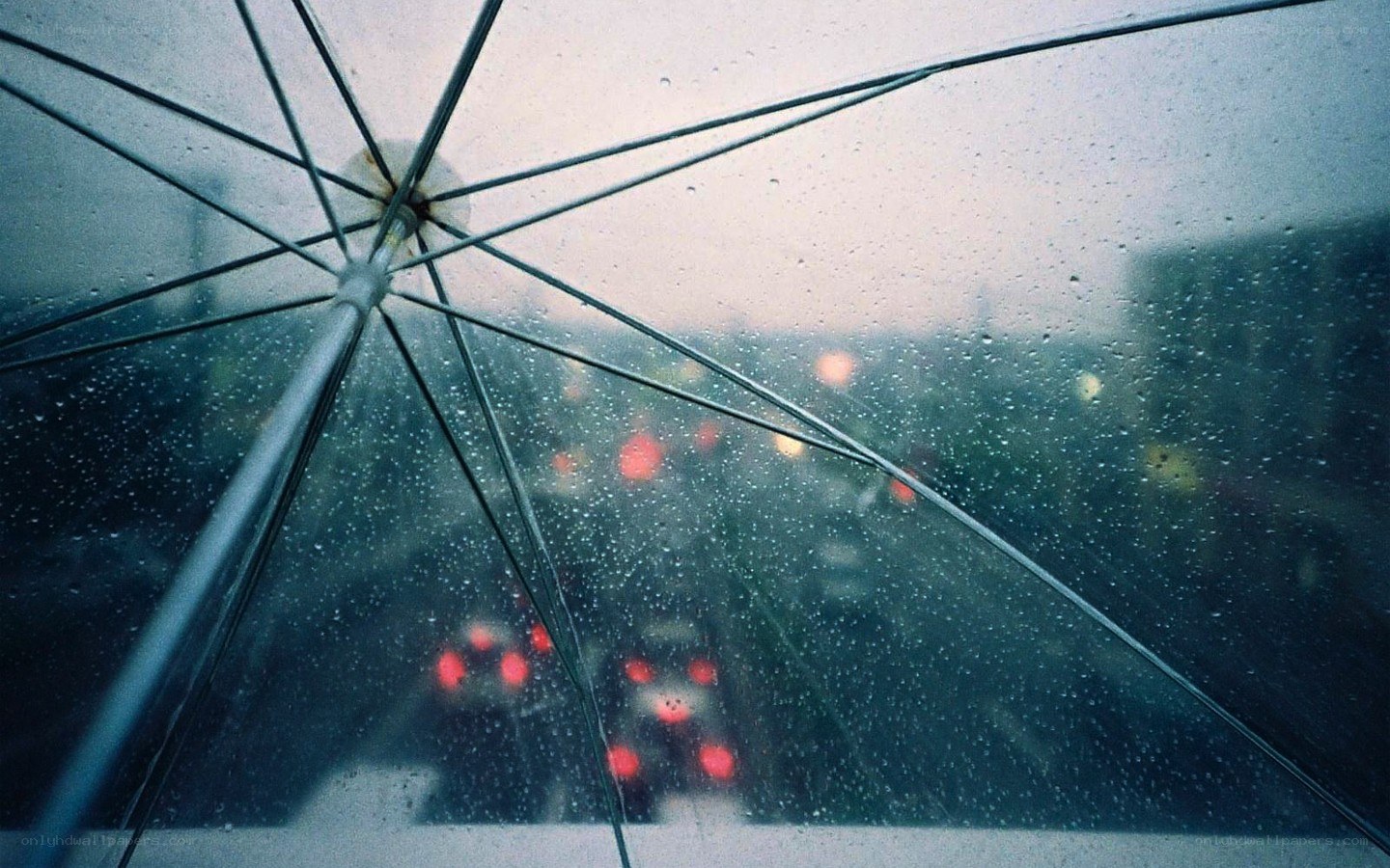 rainy city view from umbrella