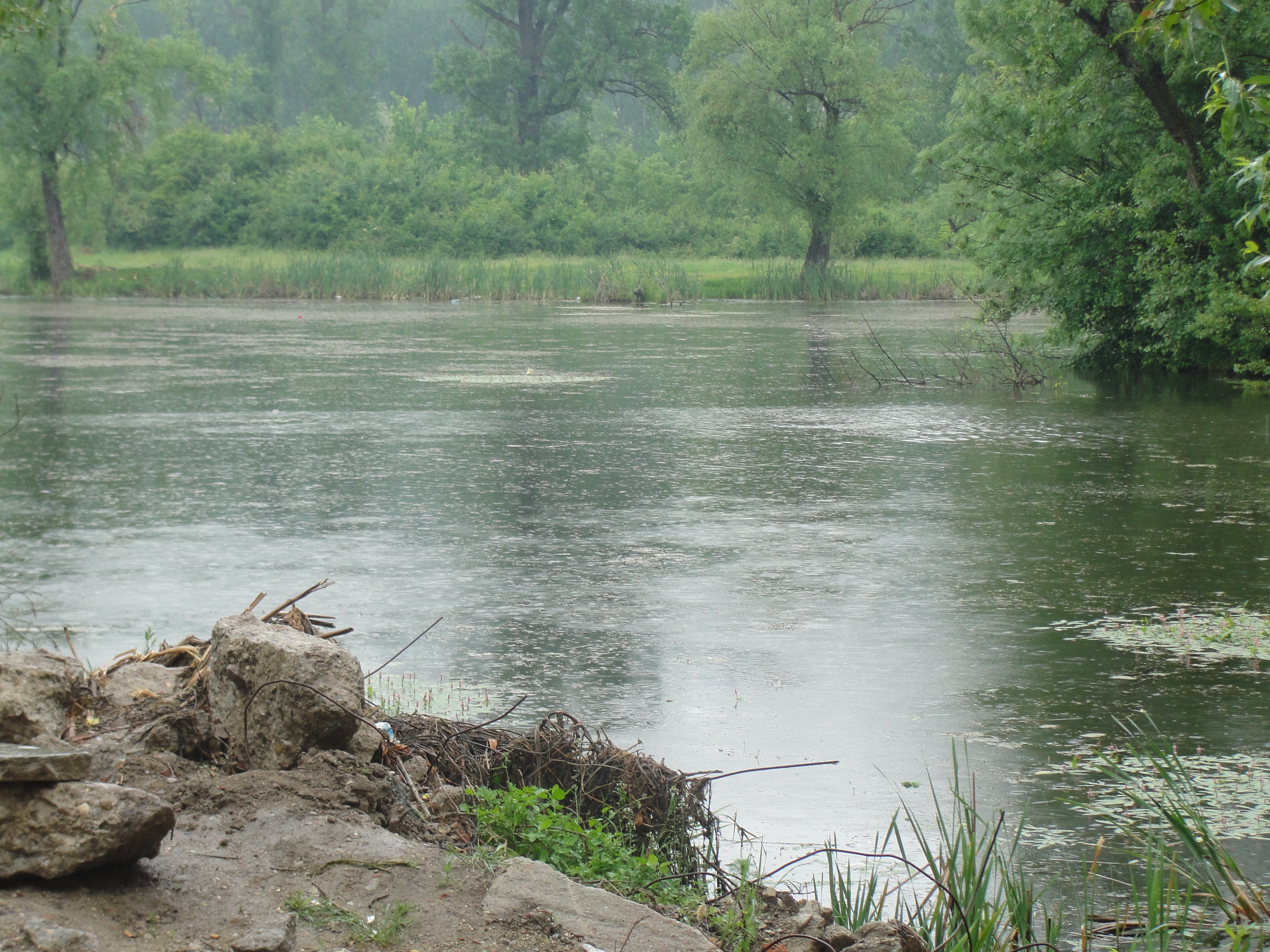 rainy day at a pond