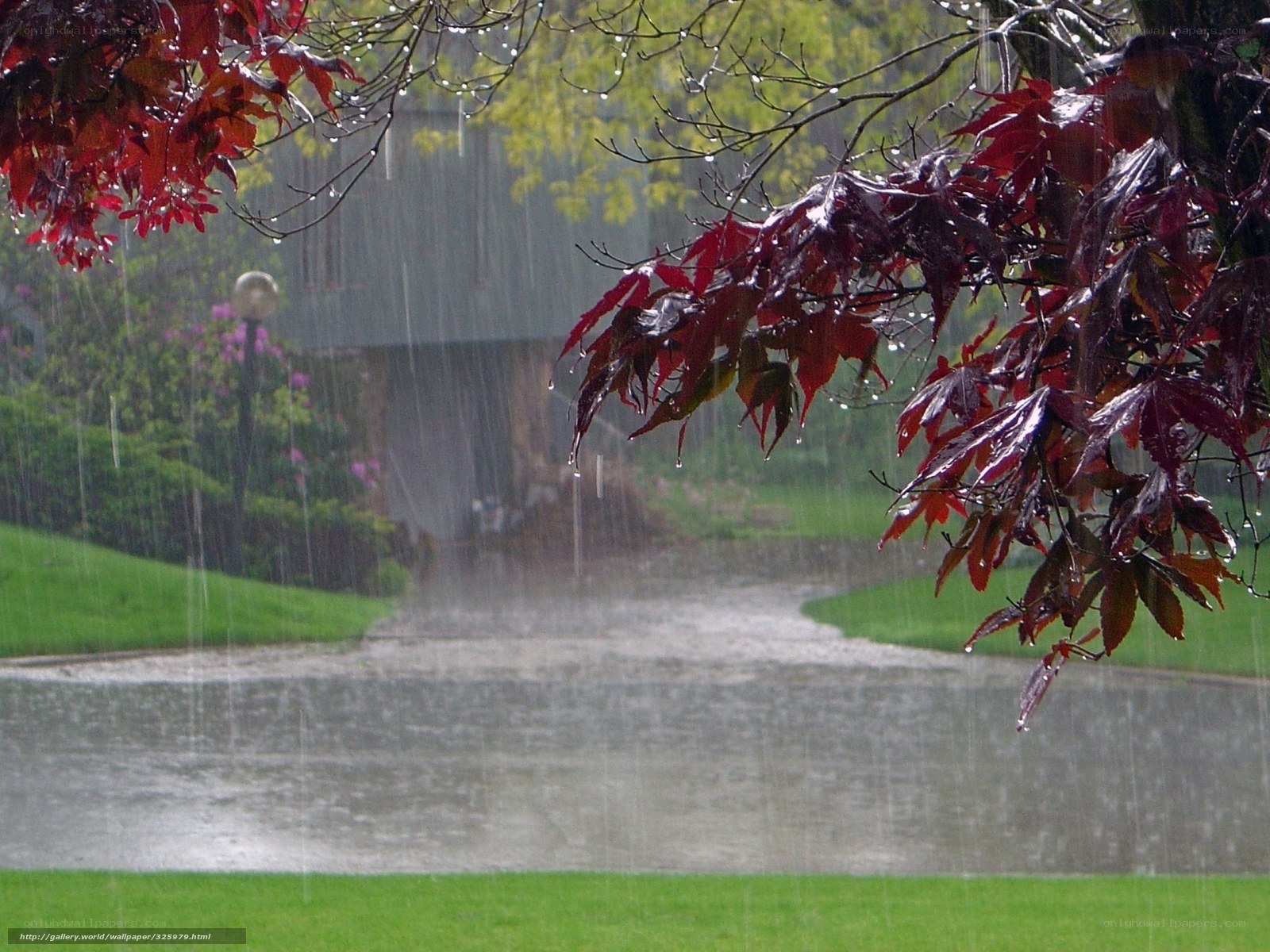Rainy Day in the Garden