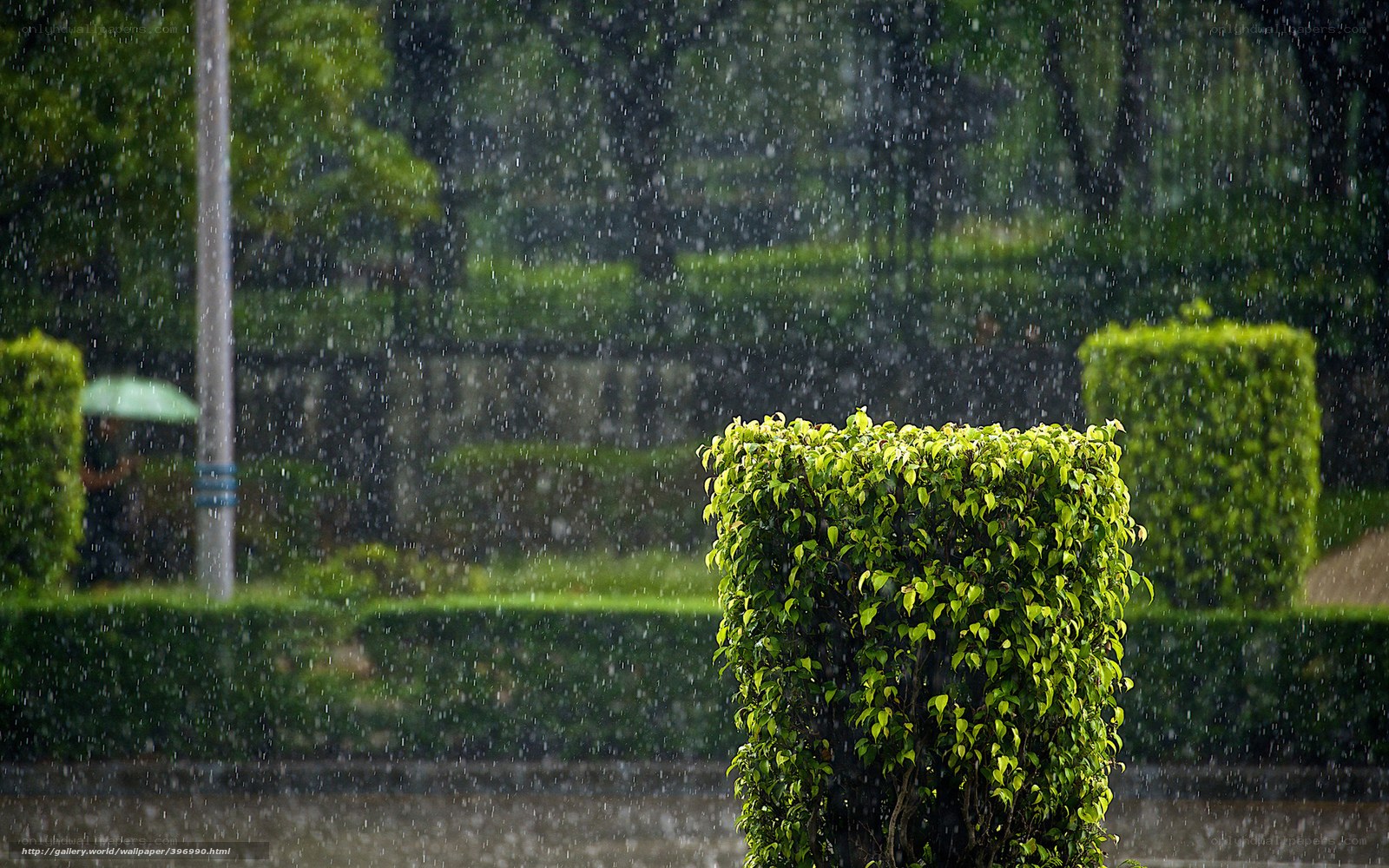 Rainy day in the park