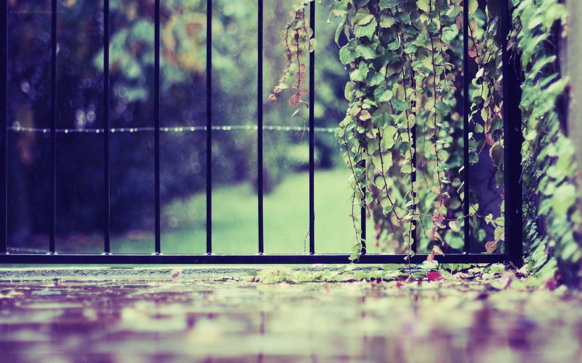 rainy day through a gate