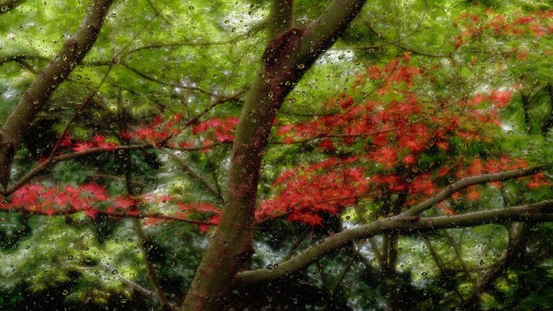 Rainy day through a window
